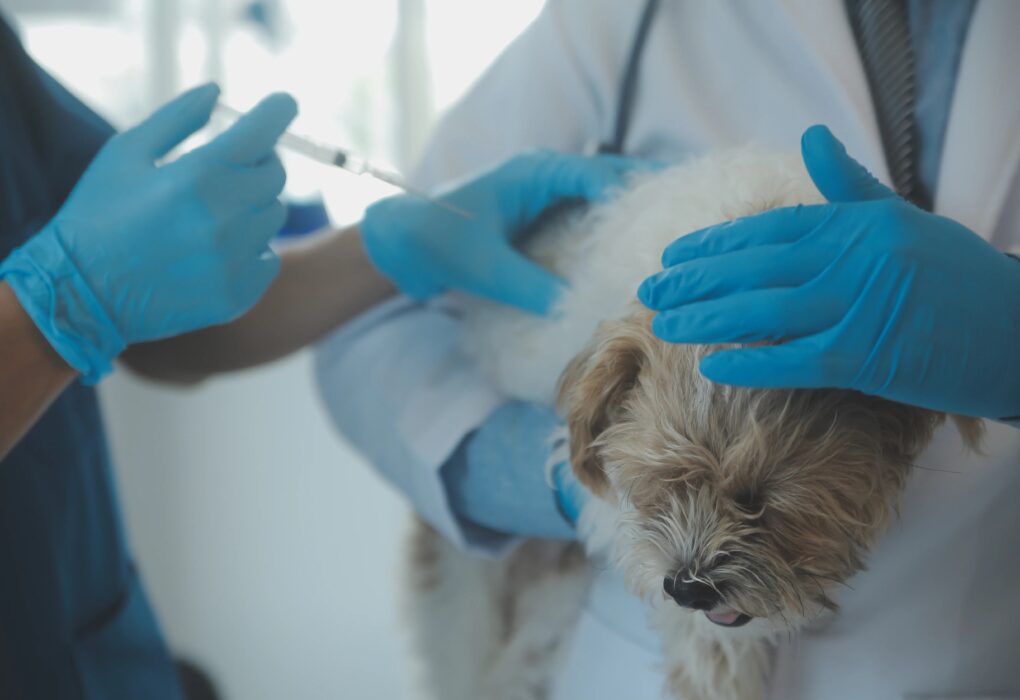 Monoclonal Antibodies in Veterinary Health Market