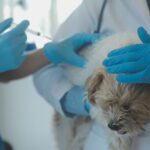 Monoclonal Antibodies in Veterinary Health Market