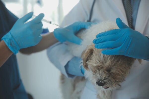 Monoclonal Antibodies in Veterinary Health Market