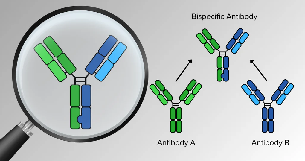 Bispecific Antibodies Market