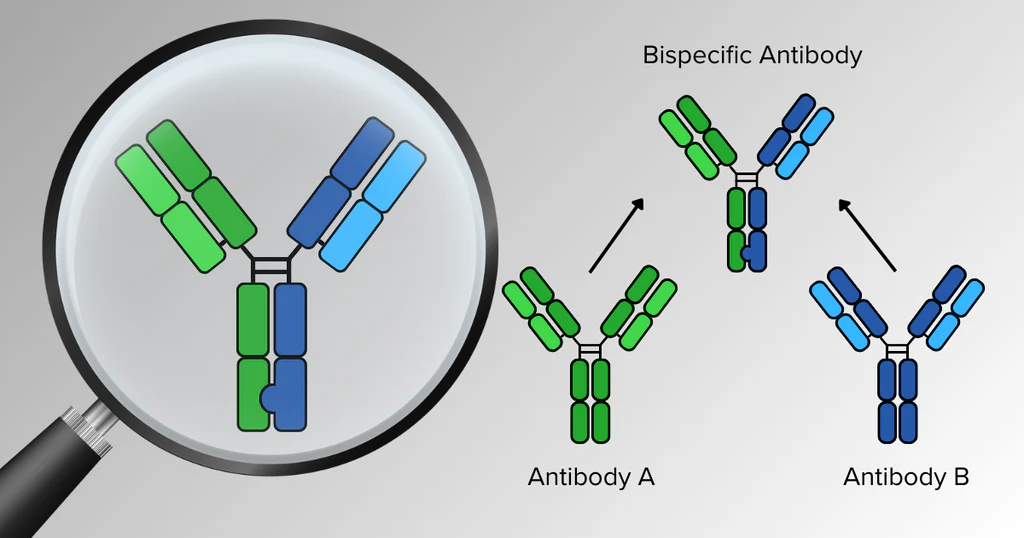 Bispecific Antibodies Market