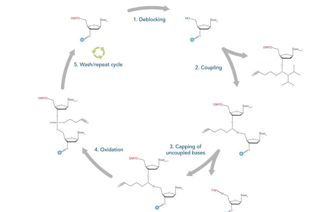 Oligonucleotide Synthesis Market