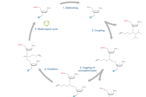 Oligonucleotide Synthesis Market