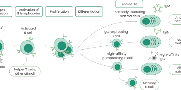 Antibody Production Market