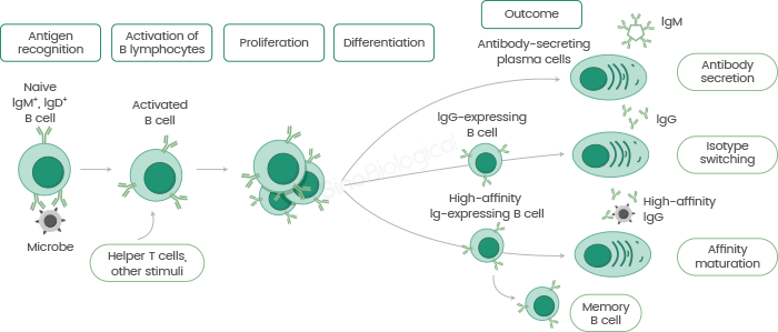 Antibody Production Market Revenue, Trends, and Strategic Insights by 2032 3 Antibody Production Market