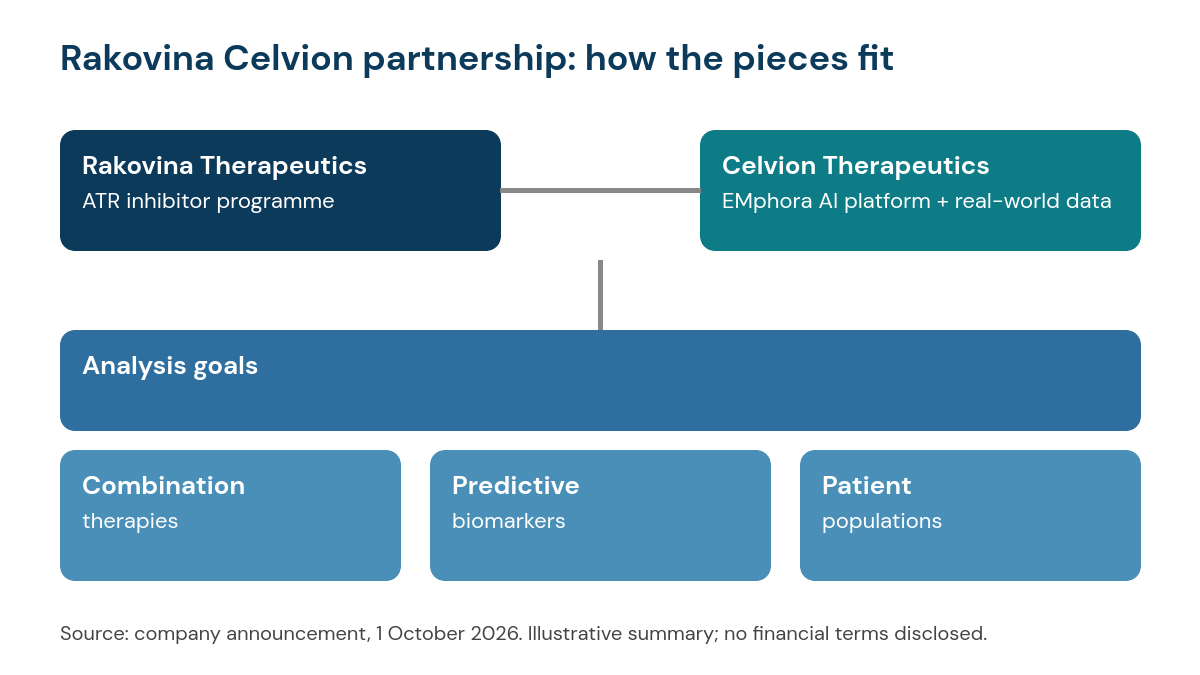 Diagram of the Rakovina Celvion partnership: Rakovina ATR inhibitor programme paired with the Celvion EMphora AI platform to identify combination therapies, predictive biomarkers and patient populations